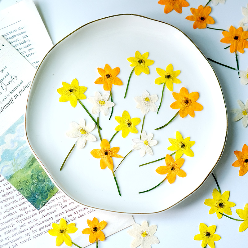 5-7 cm/16 adet, gerçek anemon  - Dried Flower Bookmark incelemesi ve fiyatı