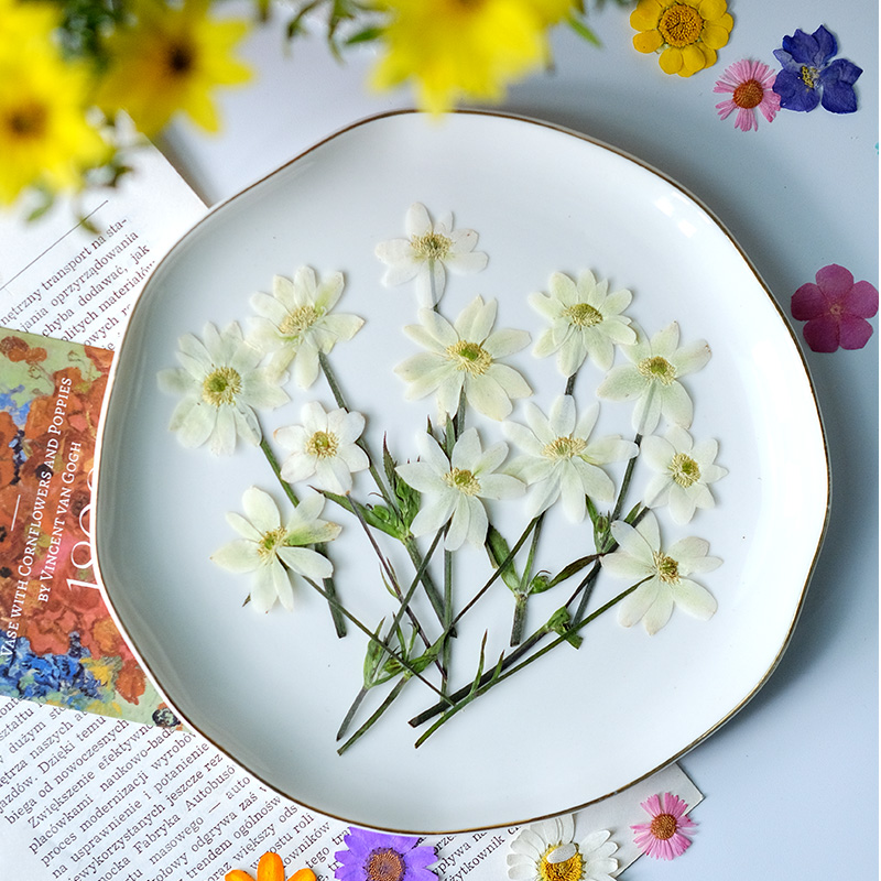 5-7 cm/16 adet, gerçek anemon  - Dried Flower Bookmark incelemesi ve fiyatı