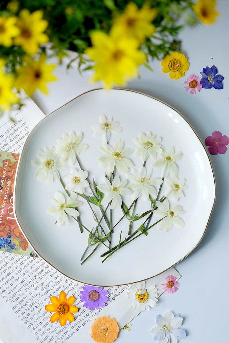 5-7 cm/16 adet, gerçek anemon  - Dried Flower Bookmark incelemesi ve fiyatı